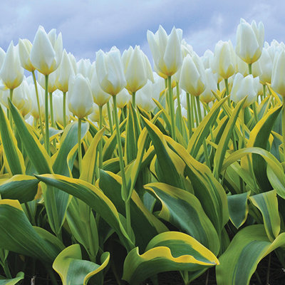 Tulips Purissima Blonde Bulb