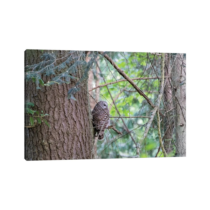 Owl by MScottPhotography - Wrapped Canvas Print, 20.32 cm H x 30.48 cm W