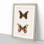 Promethea Silk-Moth by S.F. Denton - Picture Frame Painting Print-55601810-55601811