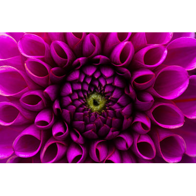 Dahlia Flower Background by Jasmina007