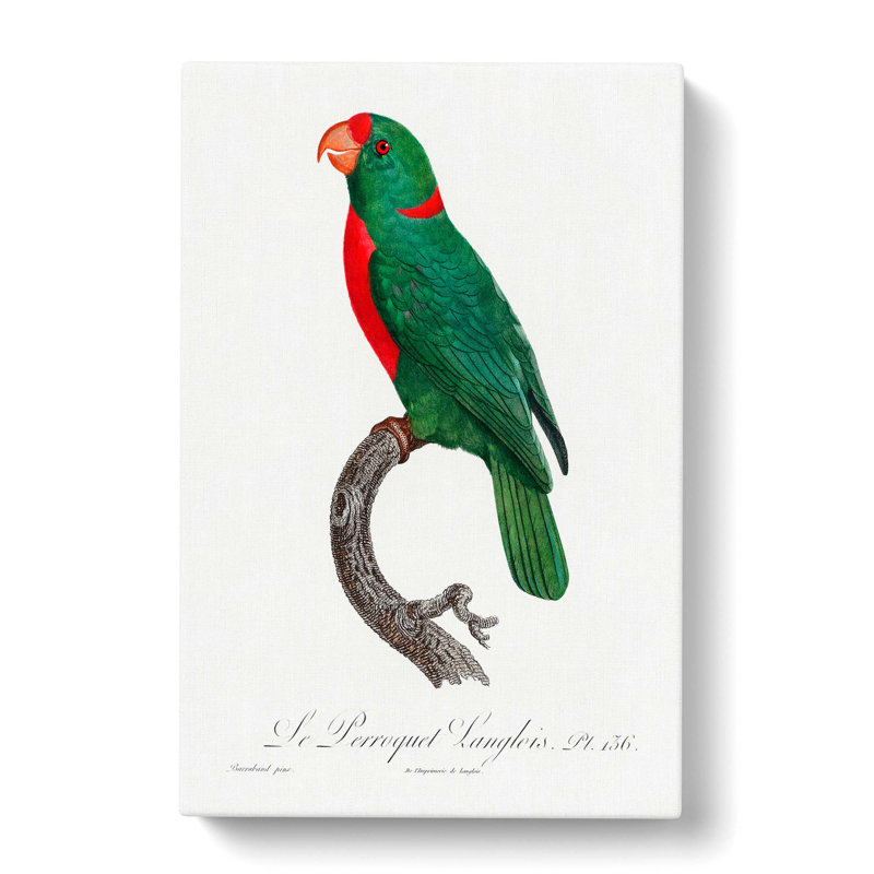 Parrot by F. Levaillant - Wrapped Canvas Print, 50cm H x 35cm W x 3cm D