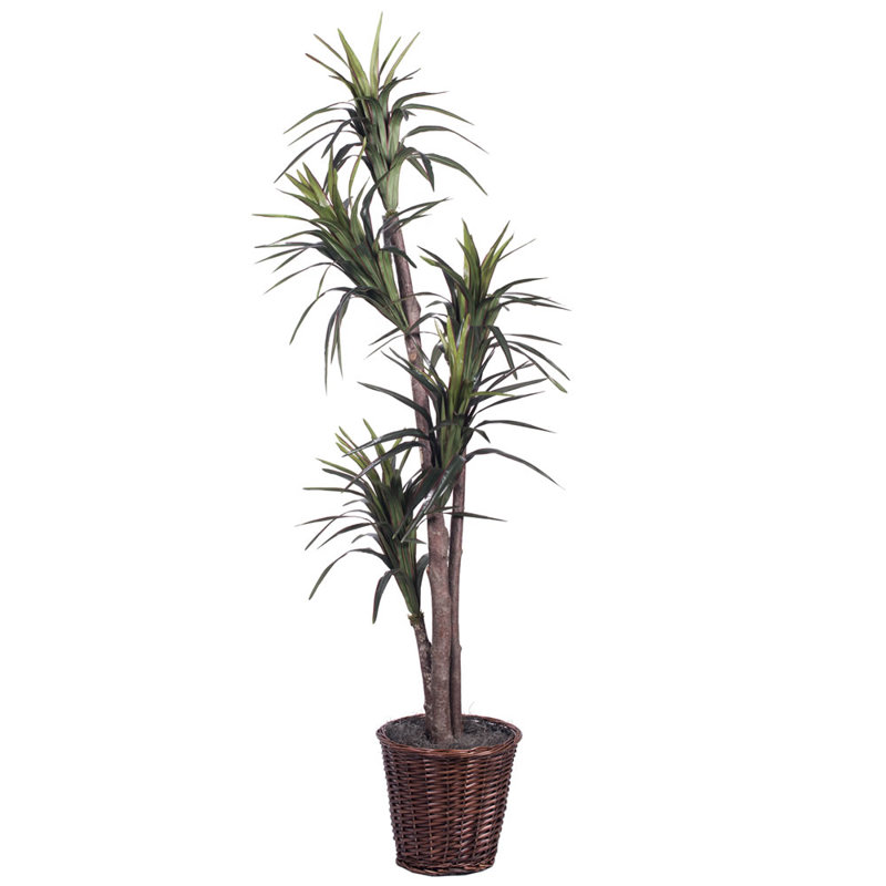 Arbre de margarata Executive en panier