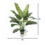 Faux plante de sol Dieffenbachia