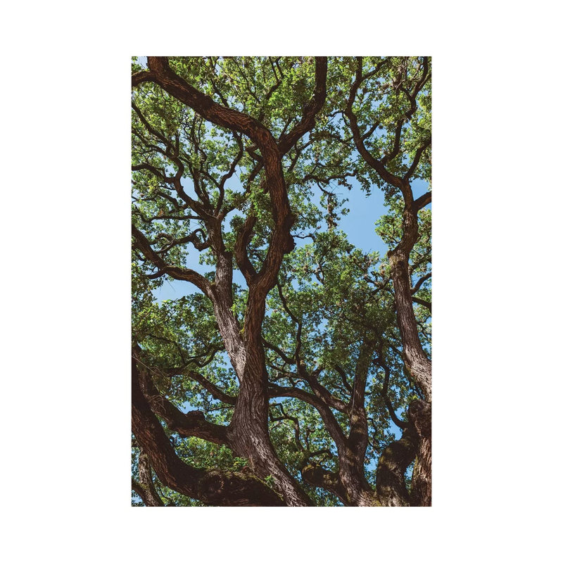 Texas Cottonwoods by Bethany Young - Print on Canvas, Wrapped Canvas, 66.04cm H x 45.72cm W x 1.91cm D