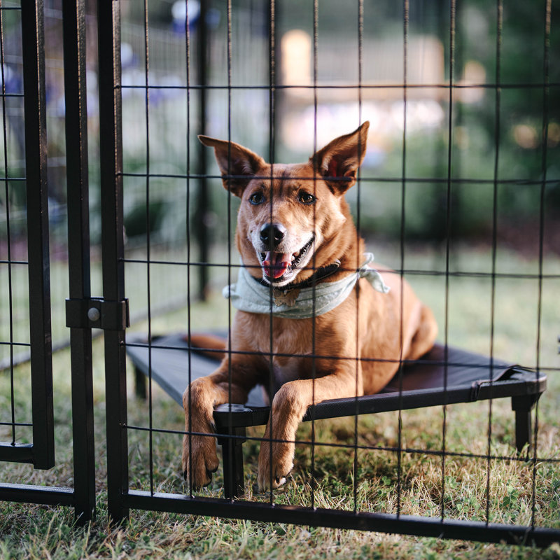Black Powder Coat Steel Frame Outdoor Dog Kennel with Waterproof Canopy