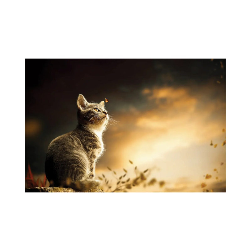 Cat by Milos Karanovic - Wrapped Canvas Print, 20.32 cm H x 30.48 cm W