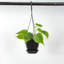 Live Green Philodendron Plant in Hanging Pot