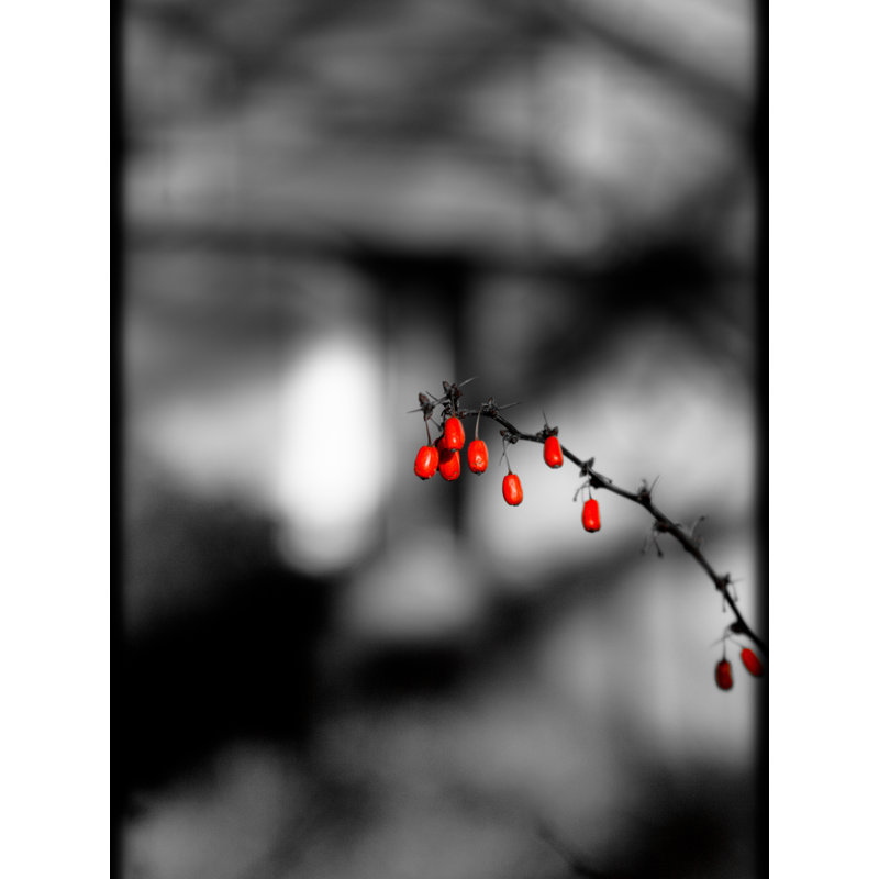 The Red Berries Print by Alan Scherer