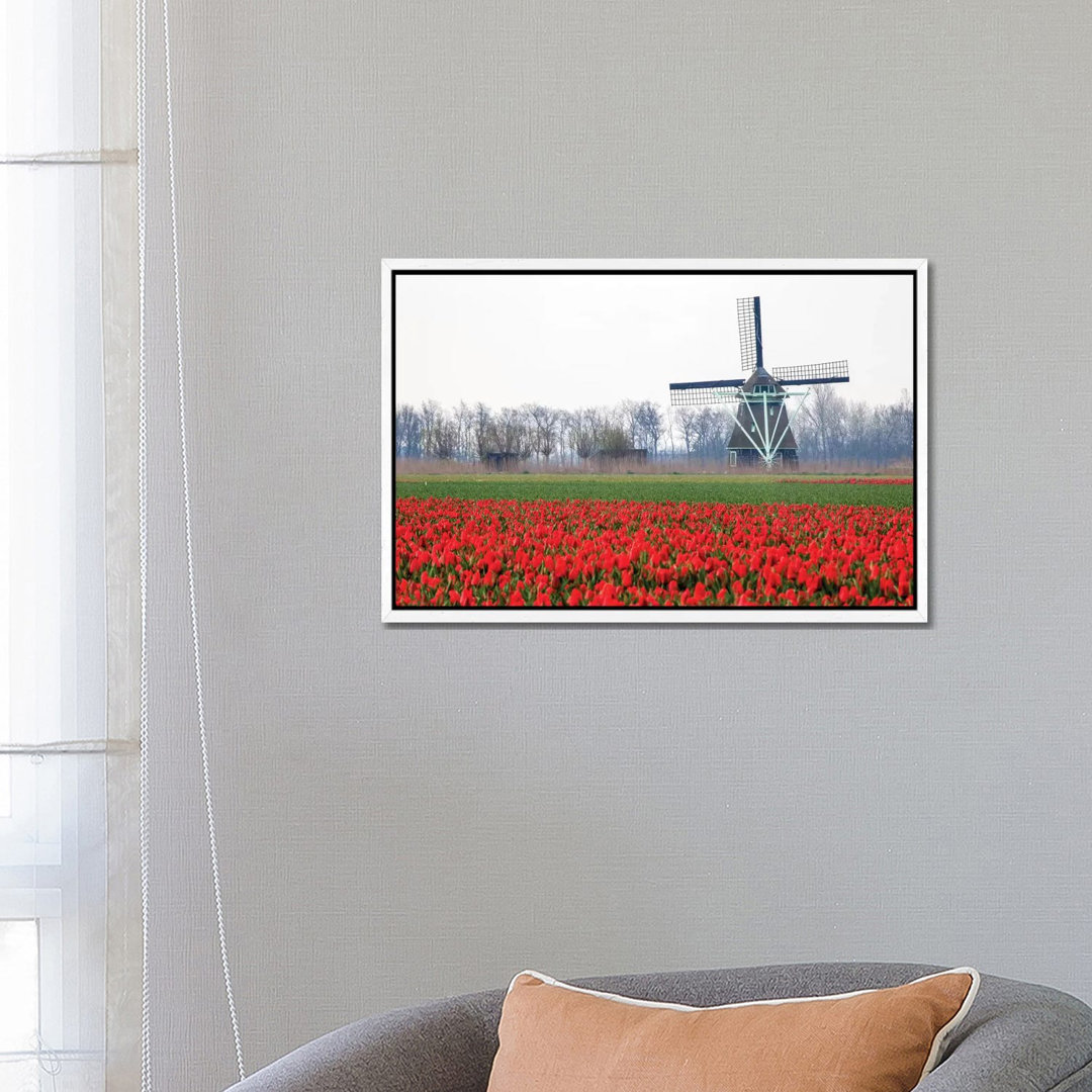 Niederlande, Alte hölzerne Windmühle in einem Feld mit roten Tulpen von Hollice Looney - Galerie-umwickelte Leinwand Gic...