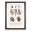 Mollusc Shell Illustrations PL. 25 by Charles D' Orbigny - Picture Frame Graphic Art Print-55610325-55610328