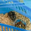 Small Animal Cage