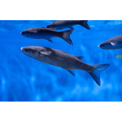 Thicklip Grey Mullet by Wrangel - Wrapped Canvas Print