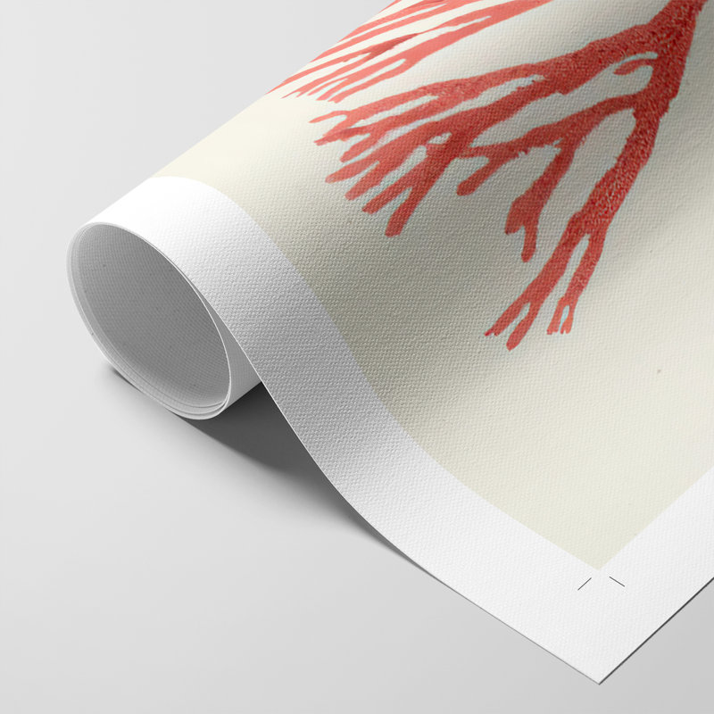 Étude de corail rétro I - impression sur toile seulement - non encadrée, H 27 po x l 18 po