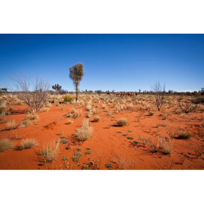 Feral Camels In Desert by Vkp-australia - No Frame Art Prints on Canvas
