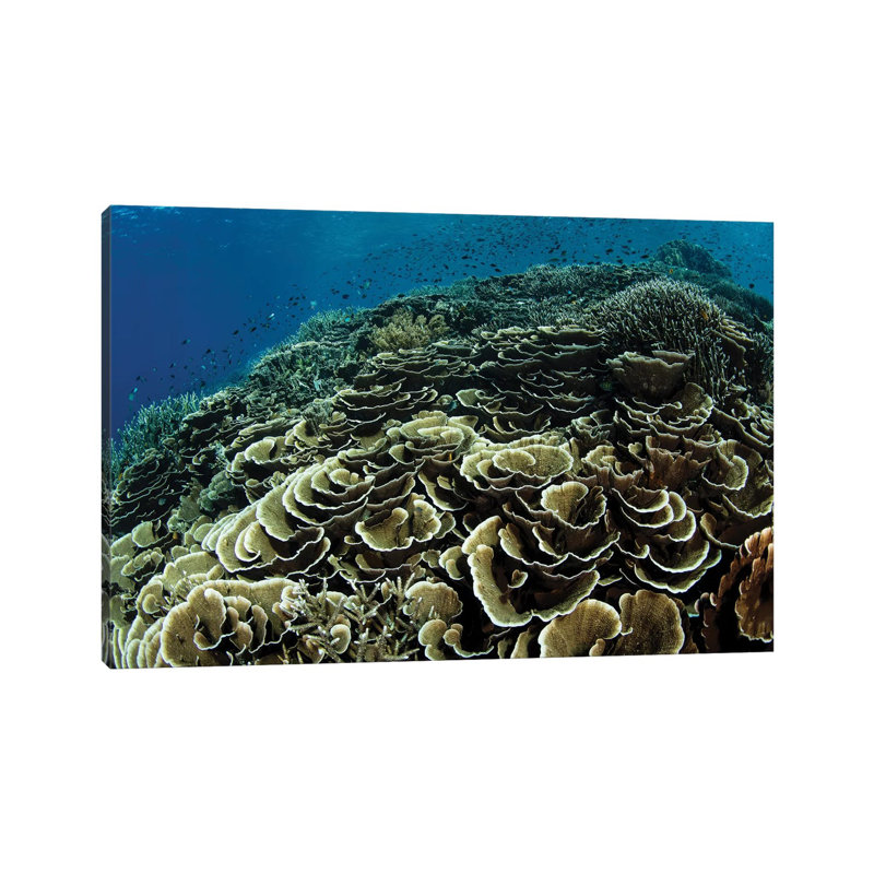A Beautiful And Fragile Coral Reef Grows In Komodo National Park, Indonesia I by Ethan Daniels - Wrapped Canvas Print