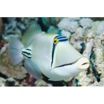 Picasso Triggerfish by DJMattaar - Wrapped Canvas Print
