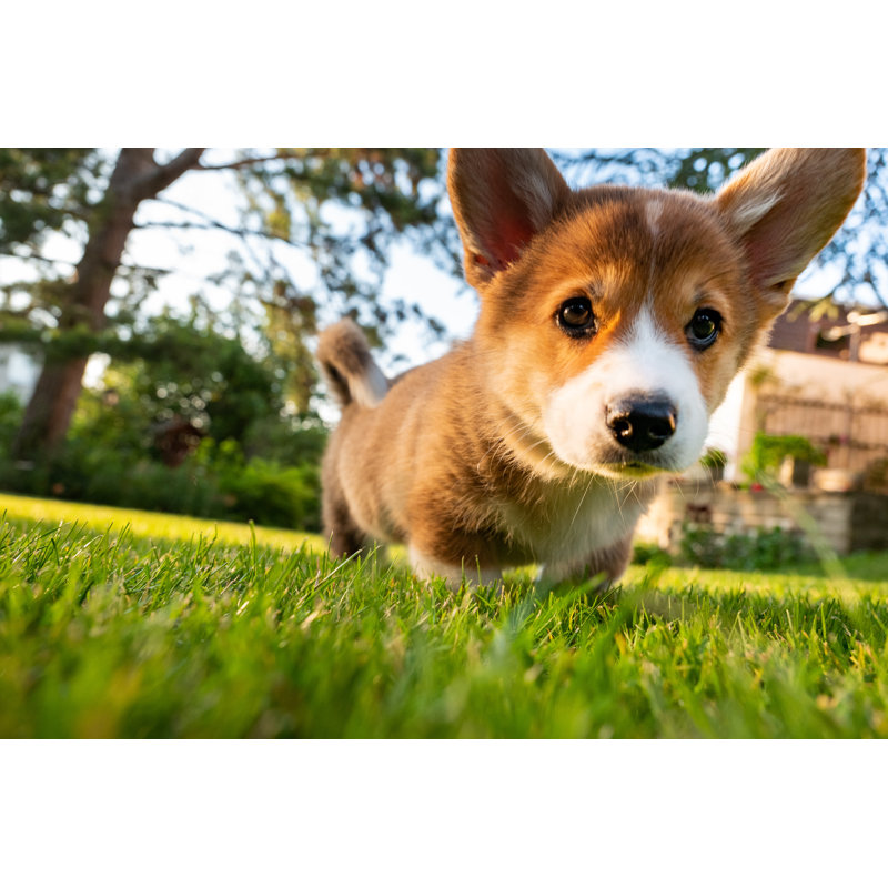 Chiot Welsh Corgi Pembroke par Fotografixx, H 32 po x l 48 po