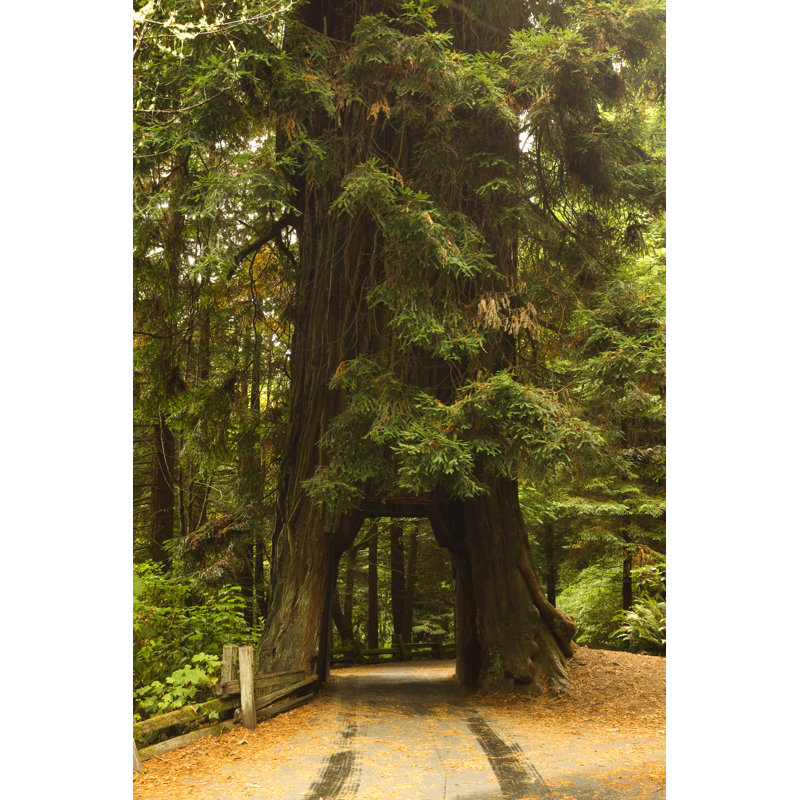 Redwood Tree Tunnel by John_Brueske - Wrapped Canvas Print, 46cm H x 30cm W x 3.8cm D
