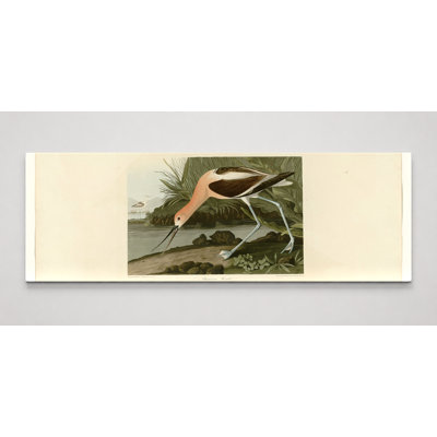 American Avocet (1838) - Art mural sur toile panoramique