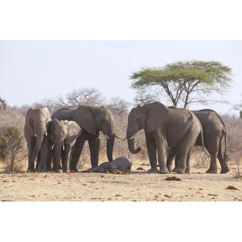 Dead Elephant Baby. Group Of Elephants Mourning. by Brittak - Wrapped Canvas Print, 30cm H x 46cm W x 3.8cm D