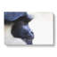 Colobus Monkey - Wrapped Canvas-61850277