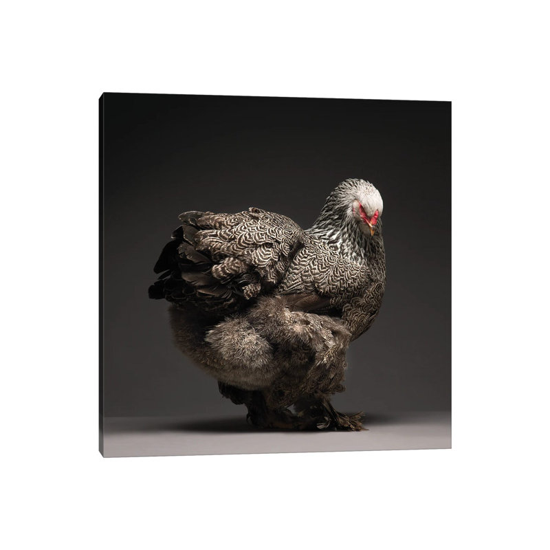 Brahma - Wrapped Canvas Print, 30.48 cm H x 30.48 cm W