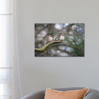 House Sparrows by Mateusz Piesiak - Wrapped Canvas Print