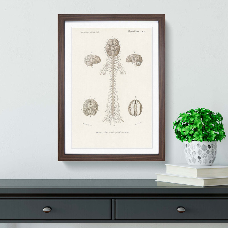 Human Brain Illustration by Charles d'Orbigny - Picture Frame Drawing Print, Walnut Framed, 65cm H x 48cm W x 2cm D