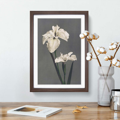 White Iris Flower by Kazumasa Ogawa - Picture Frame Art Prints