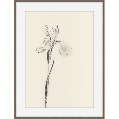 Iris 1 Print by Claudia Lowry