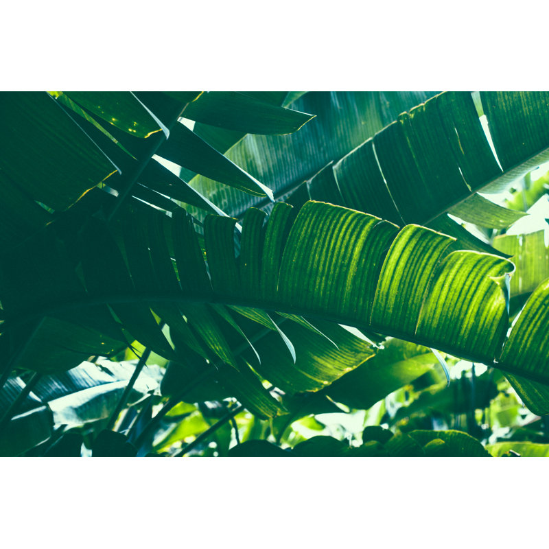 Tropical Banana Palm Leaf by Jasmina007 - Wrapped Canvas Print, 20cm H x 30cm W