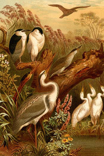 « egrets & grues » par f.w. kuhnert, reproduction d’art, H 42 po x l 28 po x P 1,5 po