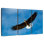 Brampt Eagle From Below