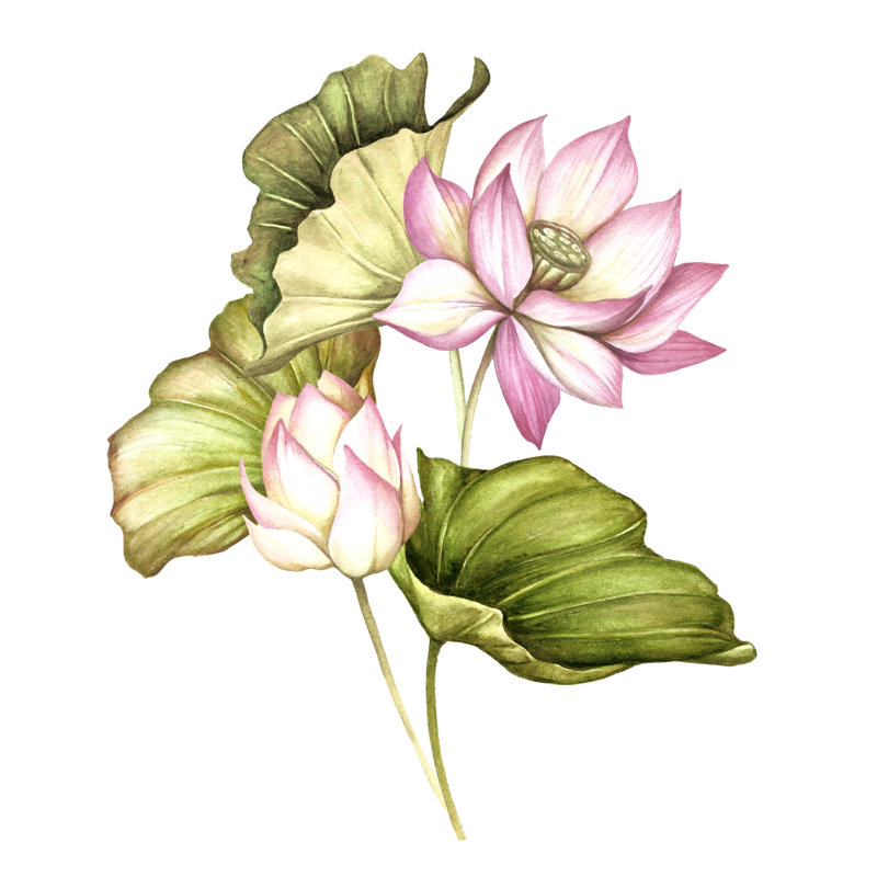 Piffard Watercolour Lotus - Wrapped Canvas Painting, 51cm H x 51cm W x 3.8cm D