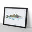 Atlantic Cod Fish by Edward Donovan - Framed Print-55456847-55456850