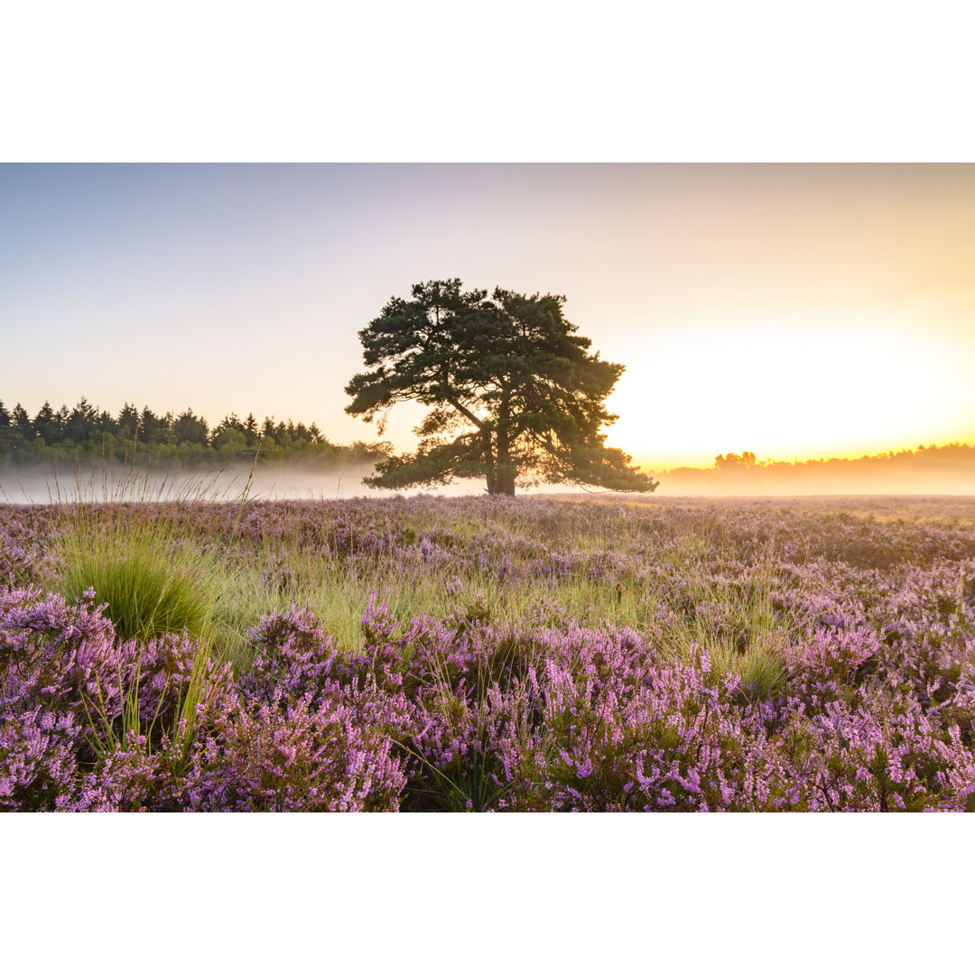 Blühende Heidepflanzen in einer Heidelandschaft bei Sonnenaufgang im Sommer by Sjo - Print