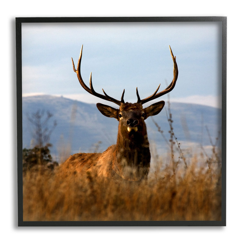 «Buck in Tall Grass Landscape» par Danita Delimont - photographie sur bois, Giclée encadrée noir minuit