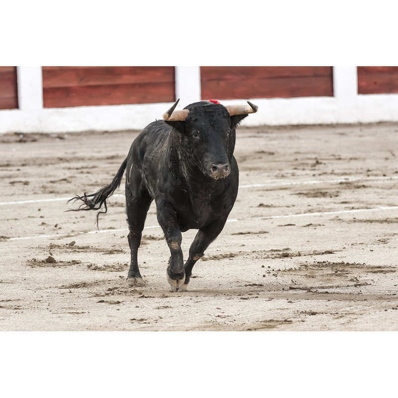 Bull About 650 Kg Galloping In The Sand - Wrapped Canvas Print, 20cm H x 30cm W x 3.8cm D