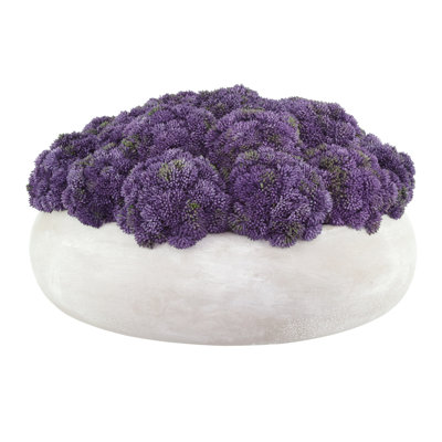 Sedum Arranged in a Stone Planter