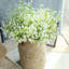 Arrangement floral Baby's Breath-1070477538-1070477547