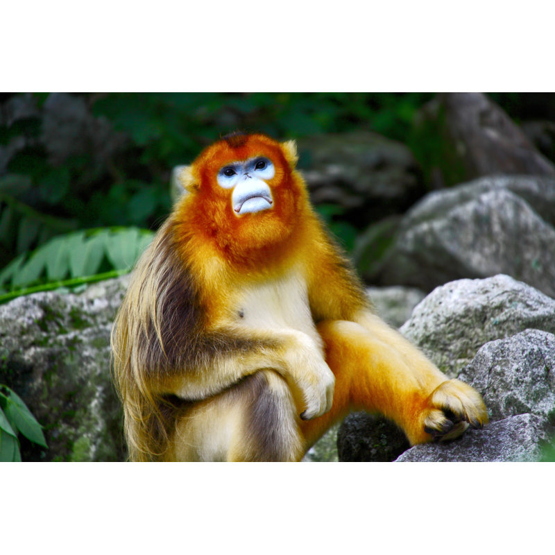Male Golden Monkey - Wrapped Canvas Print, 61cm H x 91cm W