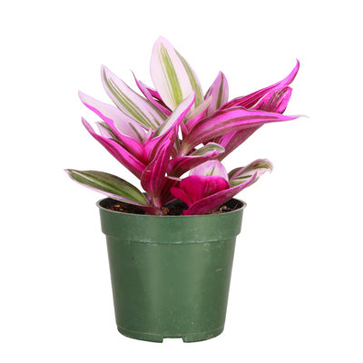 Live Tradescantia Nanouk Plant