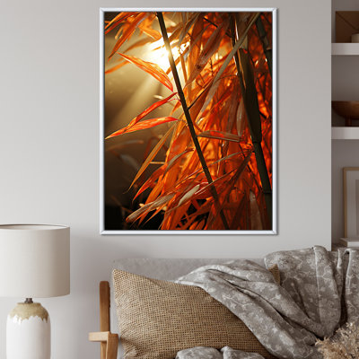 " Bamboo Sunset Photography II "