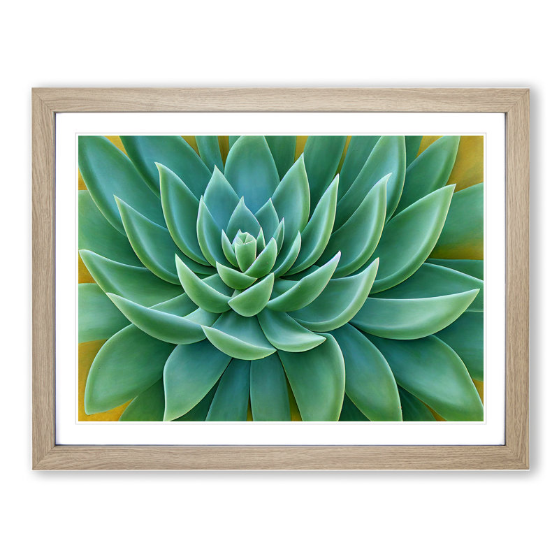 Soulful Succulent Plant - Framed Print, 46cm H x 64cm W x 2cm D, Oak