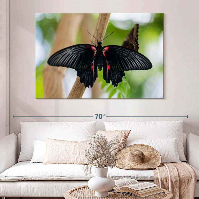 Brampt Swallowtail Butterfly