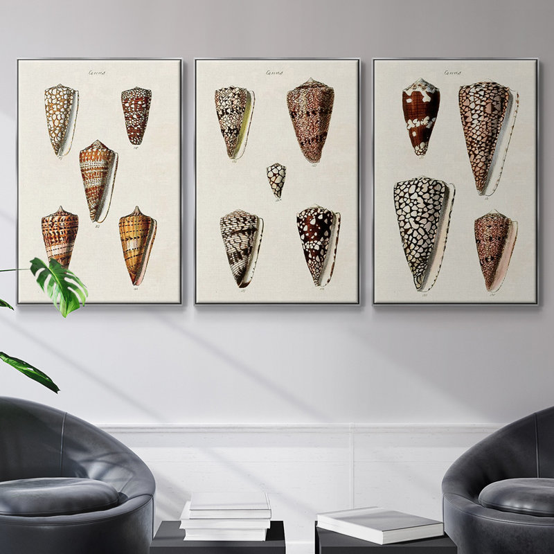 Cone Shell Collection I - Ensemble de 3 reproductions encadrées sur toile, H 24 po x l 48 po x P 2 po, Argent