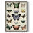 Flutterbys II Framed Print - Solid Wood