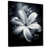 Cadre flottant noir