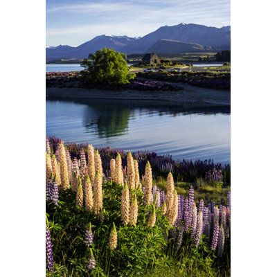 Lupins At Lake Tekapo by Simonbradfield - Wrapped Canvas Print
