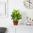 Dieffenbachia Silk Plant with Wood Vase